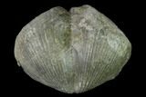 Huge, Pyrite Replaced Brachiopod (Paraspirifer) Fossil - Ohio #142137-1